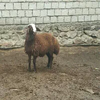 بره بره نر کاور گوسفند|حیوانات مزرعه|صحنه, |دیوار