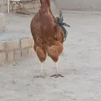 خروس|حیوانات مزرعه|فیروزه, |دیوار