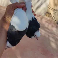 دو سه جفت پرنده درجه یک|پرنده|کازرون, |دیوار