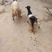 بز آبستن و بز بزغاله و گوسفنده آبستن و کاور ماده|حیوانات مزرعه|سارال, |دیوار