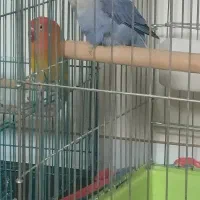 طوطی برزیلی|پرنده|بندرعباس, |دیوار