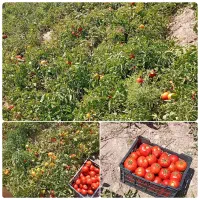 گوجه فروشی