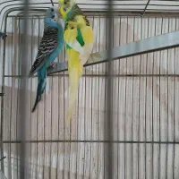 مرغ عشق های کارداده وآماده|پرنده|اقبالیه, |دیوار