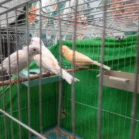 مرغ مینا سخنگو  قناری مست