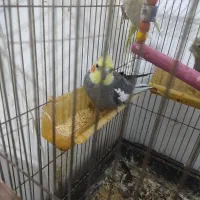 جفت عروس هلندی|پرنده|مشهد, امیر|دیوار