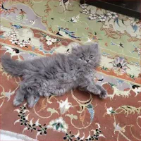 پرشین بلو طوسی|گربه|ارومیه, |دیوار