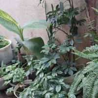 فروش کلی گل