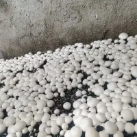 قارچ دکمه ای درجه یک