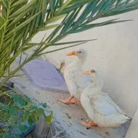 به دلیل نداشتن جا تکی فروش نداریم