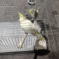 عروس هلندی|پرنده|ماسال, |دیوار