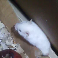 همستر دونه ای 200تومن|موش و خرگوش|ساوه, |دیوار