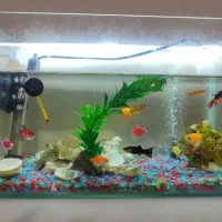 تعدادی ماهی آکواریوم