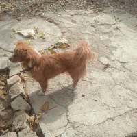 سگ پاکوتاه اشپیتز پامر