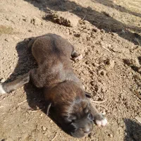 سگ ترکمن|سگ|گنبد کاووس, |دیوار