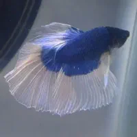 فایتر وارداتی