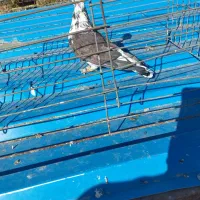 کبوتر فروشی|پرنده|نقده, |دیوار