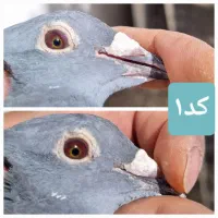 کفتر جفت جان آردن صددرصد خالص باجوجه|پرنده|مشهد, طلاب|دیوار