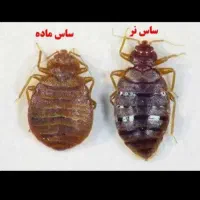 سمپاشی ضمانتی کل شهریار ساس سوسک کنه موش 24س