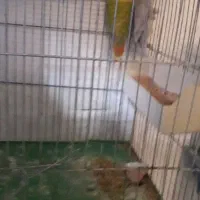 طوطی برزیلی|پرنده|زنجان, |دیوار