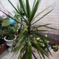گل یوکا پنج ساله سرسبز|گل و گیاه طبیعی|رشت, دیانتی|دیوار