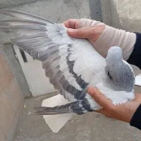 کفتر|پرنده|احمدآبادمستوفی, |دیوار