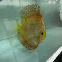 ماهی اکواریوم دیسکس شاه ماهی اب شیرین