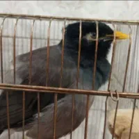 مرغ مینا