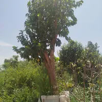 نهالستان و گلخانه