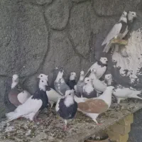 کبوتر طوقی|پرنده|باغ بهادران, |دیوار