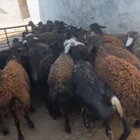 بره نر قره قزل|حیوانات مزرعه|تیکمه داش, |دیوار