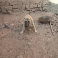 توله سگ سرابی ماده|سگ|تاکستان, |دیوار