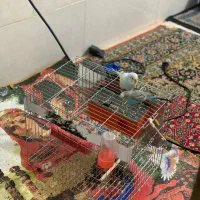 مرغ عشق|پرنده|درب بهشت, |دیوار