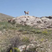 سگ سرابی اصل و ذات قدیم|سگ|اردبیل, |دیوار