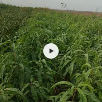 نهال جودرو شلیل و هلو