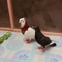 کبوتر معامله با خروس