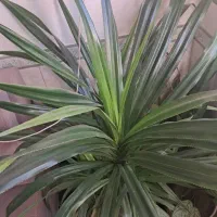 گل جوان|گل و گیاه طبیعی|بانه, |دیوار