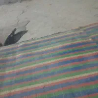 تعمیرات و تاسیسات فردن