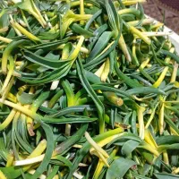 گل آقا تره کوهی تازه