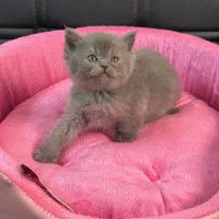 گربه بریتیش جینجر حضوری در اهواز