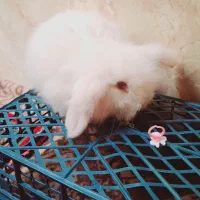 بچه خرگوش لوپ سفید چشم قرمز|موش و خرگوش|کرمان, |دیوار