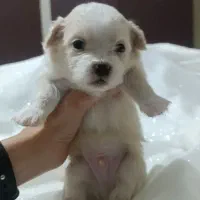 پامر اشپیتز