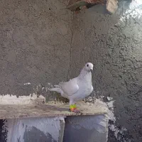 پاکستانی نر|پرنده|نوده انقلاب, |دیوار