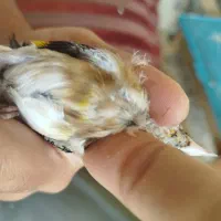 معاوضه با قناری|پرنده|کیار, |دیوار