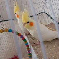 یک جفت عروس هلندی سر حال