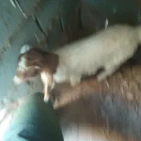 بز و بزغاله ماده|حیوانات مزرعه|پائین جام, |دیوار