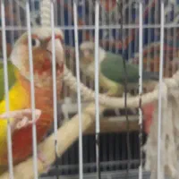 جفت زمانتی تخم وجوجه یک سالو هشت ماه