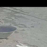 دوتا کفتر محدوده شهرک همت تار شده