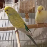 مرغ عشق|پرنده|دماوند, دماوند|دیوار