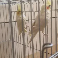 دو جفت طوطی|پرنده|بهبهان, |دیوار