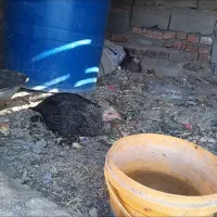 مرغ ماده اصلی